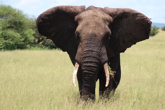 Национальный парк Тарангире