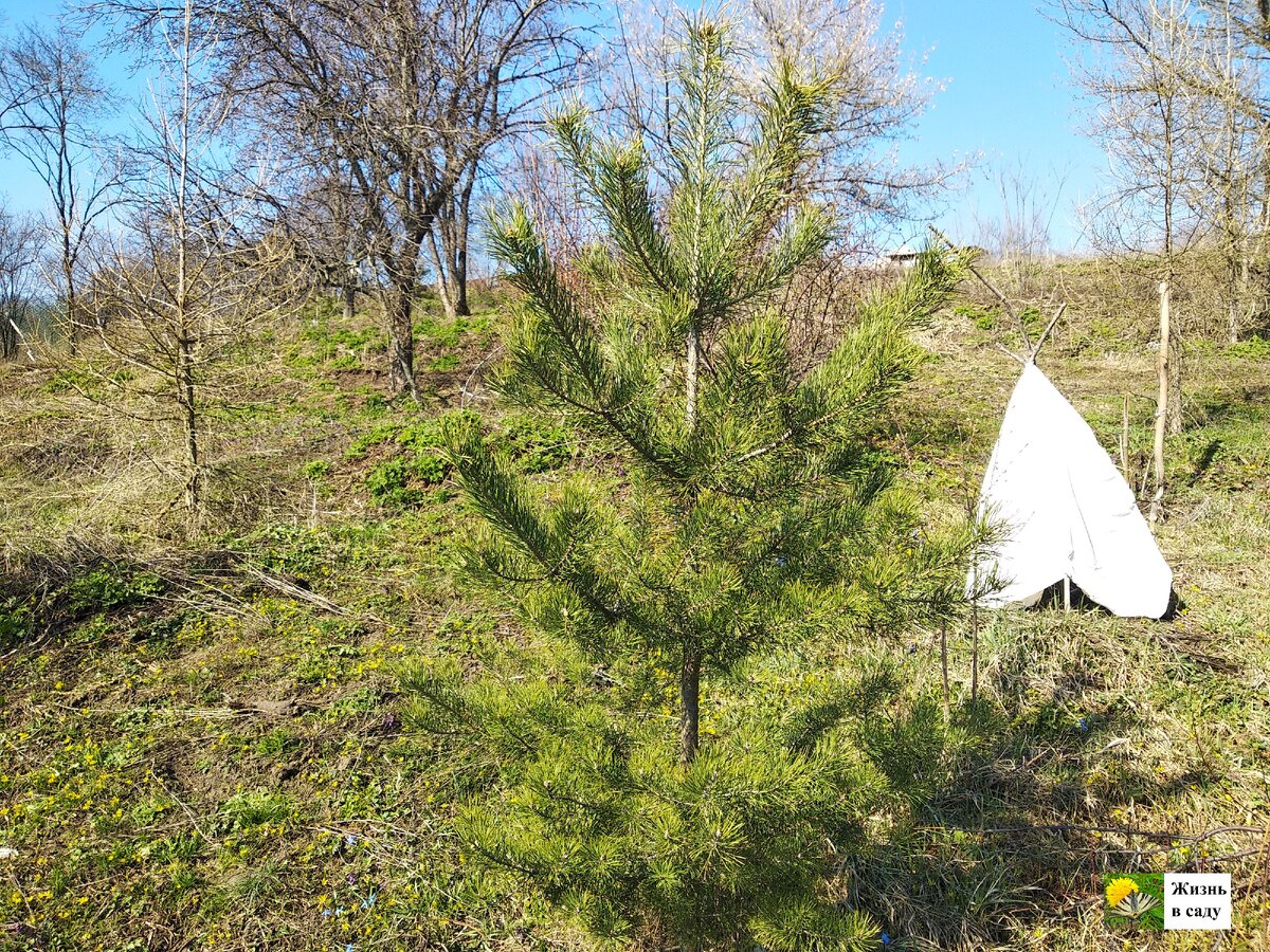 Есть у нас и сейчас на участке небольшие сосны, хорошо, проводов рядом с ними нет