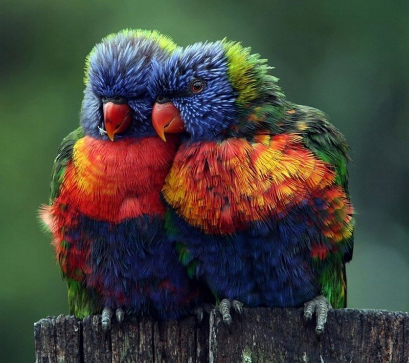 Автор фото - Max Selevas