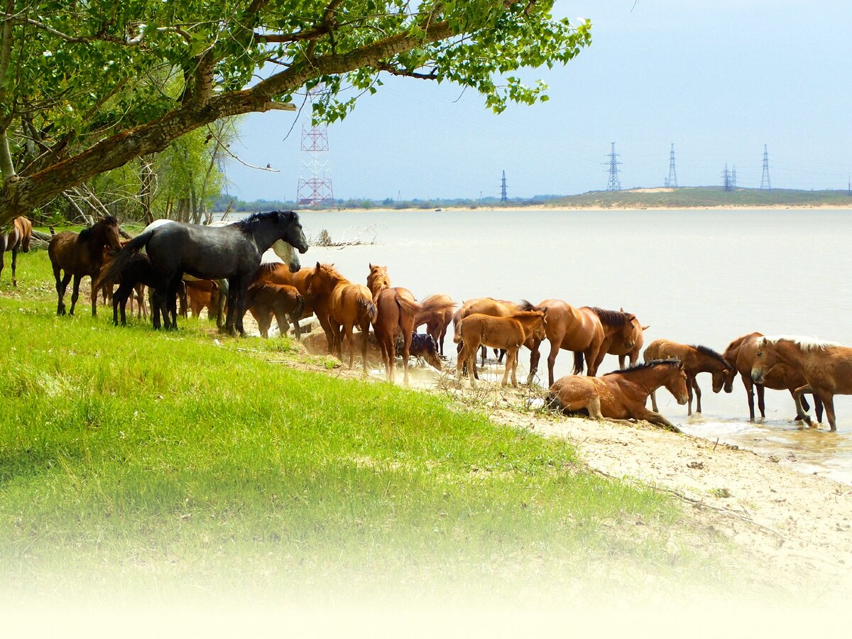 Лошади на пляже. Фото автора.