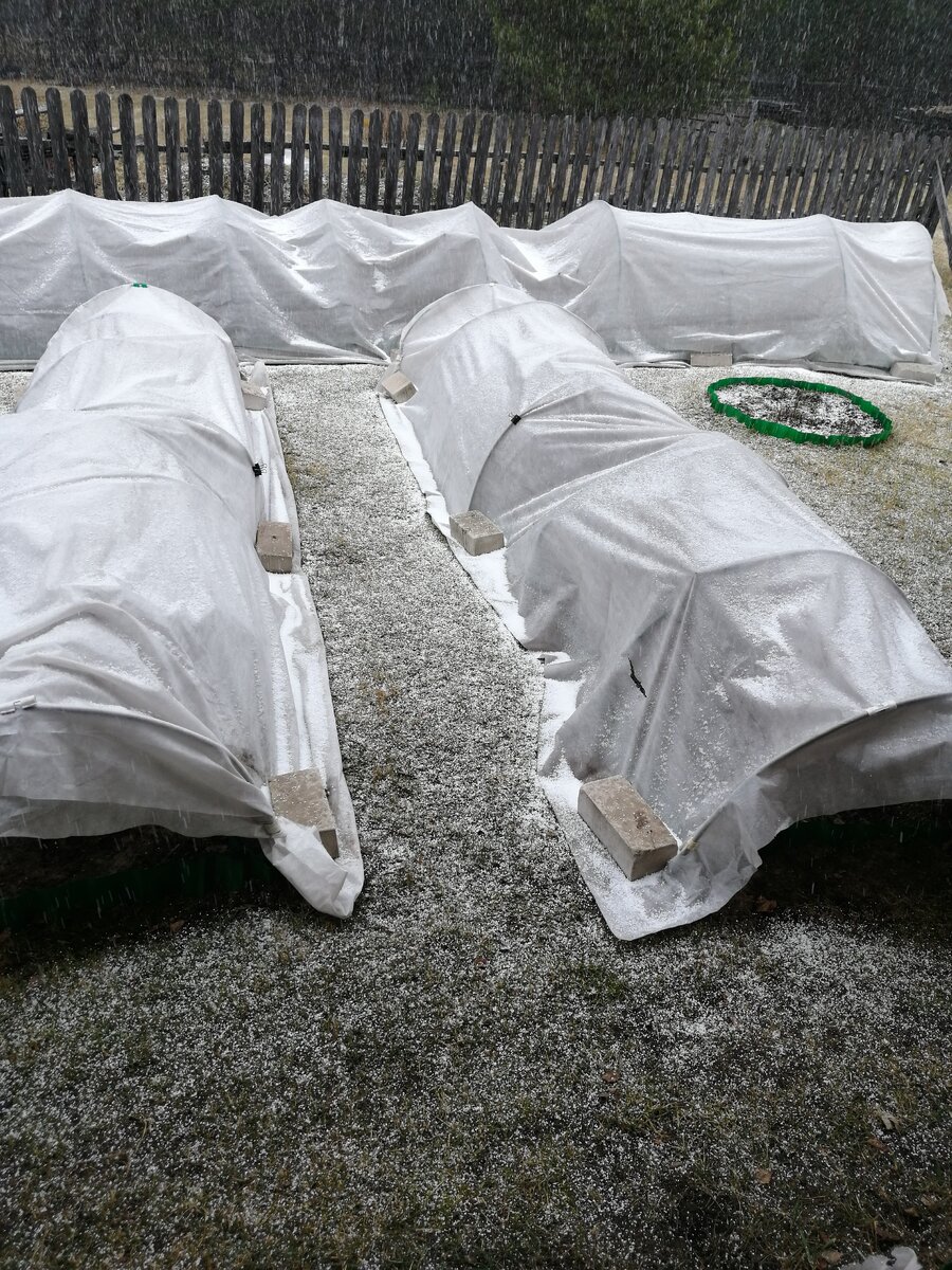 Так розарии выглядели в середине апреля, фото автора