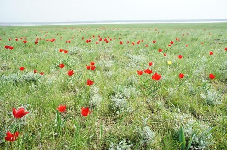 Фото степи 4 класс окружающий мир