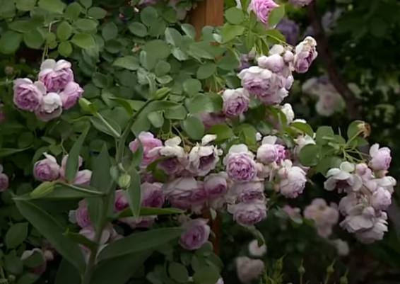 Роза Жасмина