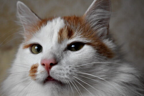 Генеральный директор канала Лучик. Фото автора.