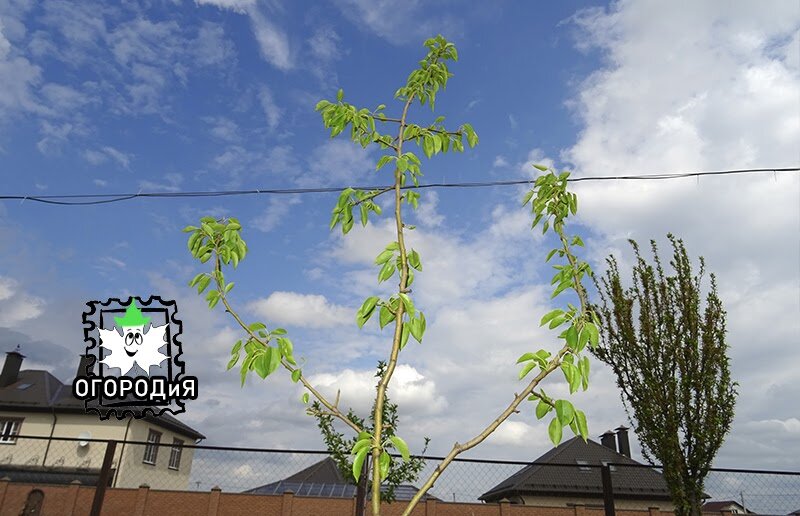Саженец груши Чижовская, первая весна на ПМЖ