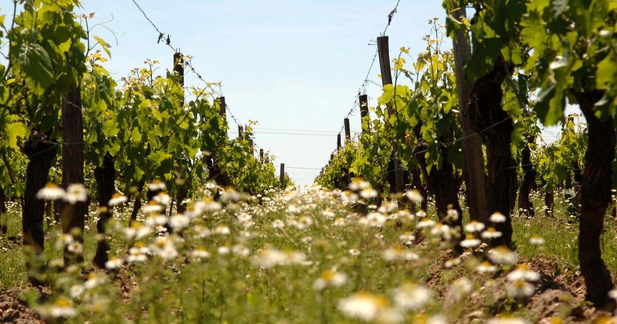 Источник: visitfrenchwine.com