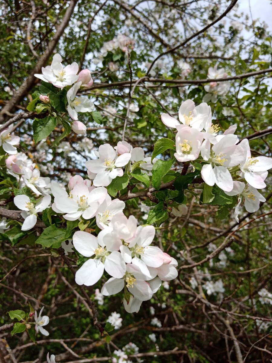 Яблоня в цвету 