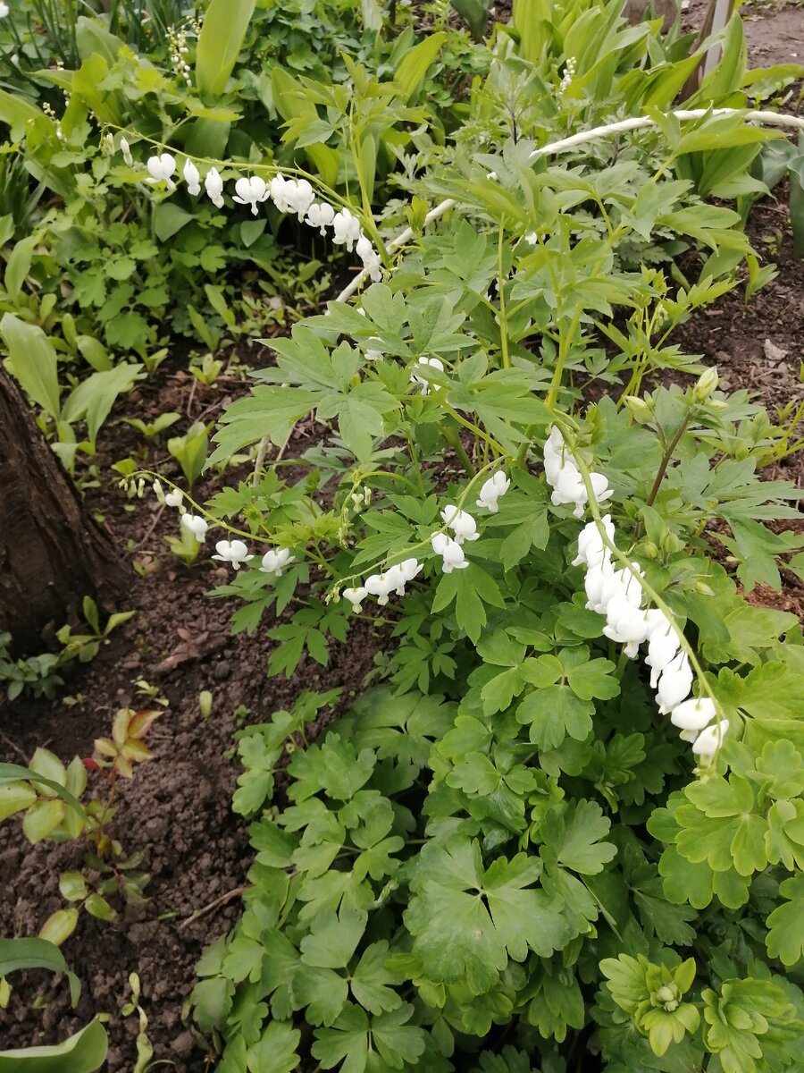 Дицентра Альба