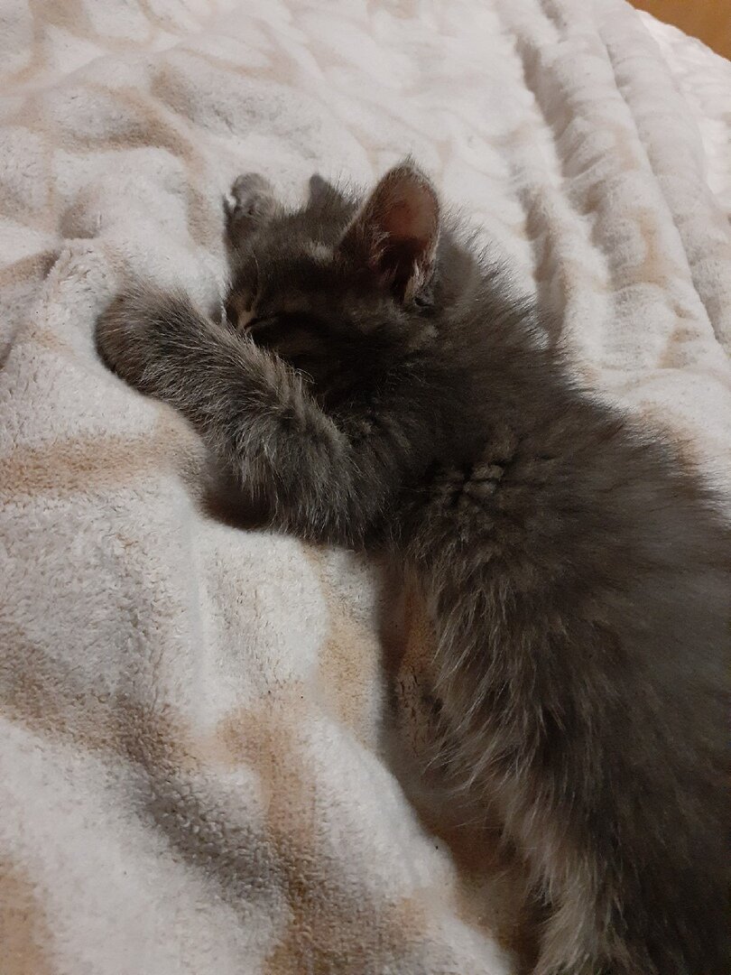  Твикс- мой кот!