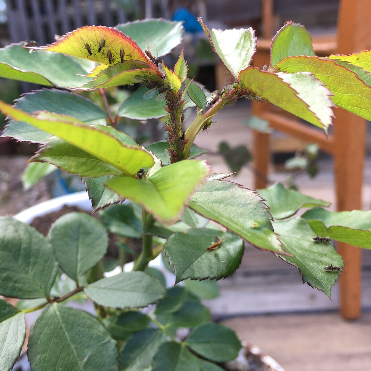 Кажется кроме тли тут еще и черная мошка поселилась. Или это не она?