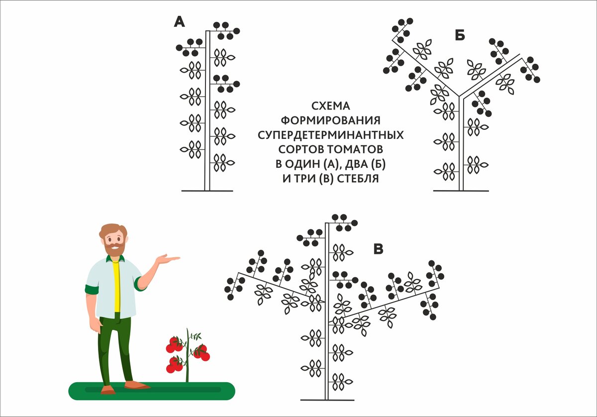 Схема посадки детерминантных помидор