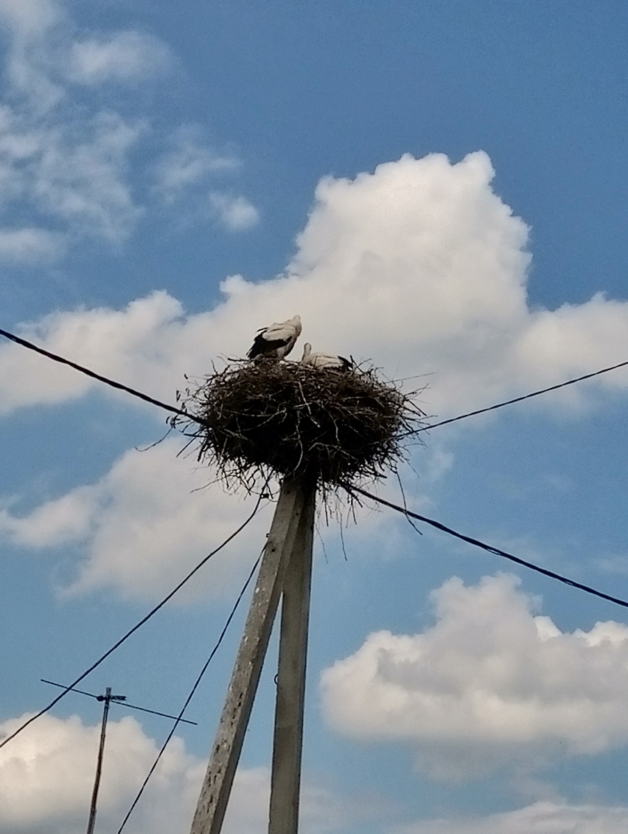 Аисты🐦