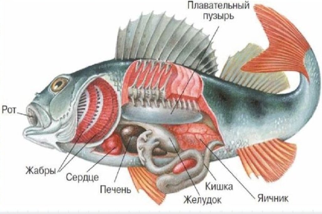 Внутренние органы рыбы схема