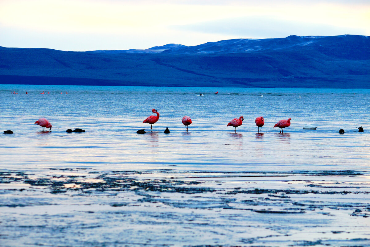 Розовые фламинго на озере Архентино, Эль Калафате 