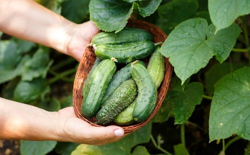  Дачники придерживаются традиций при выращивании овощных культур. Они верят в приметы, которые помогают им получать хороший урожай, в том числе и огурцов.