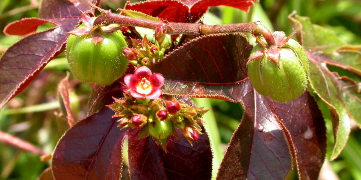 Ятрофа подагрическая — Jatropha podagrica