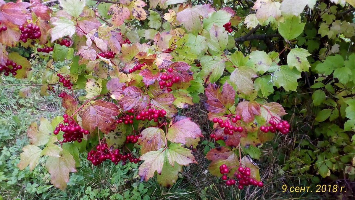 Калина. Малиновка Томский район Томская область