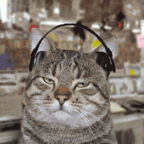 Как кошки реагируют на музыку, как воздействует различные стили музыки на  организм кошки | Лапа помощи | Дзен