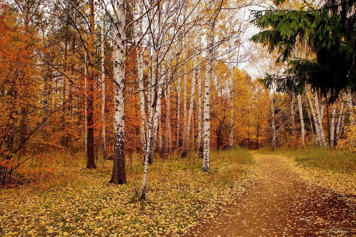 Осенний лес,и вся ковровая красота 