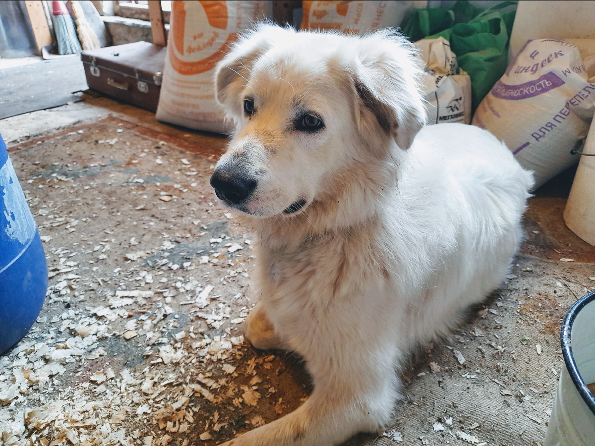 Норман следит , чтобы перепёлки не разбегались, пока я открываю клетки. 