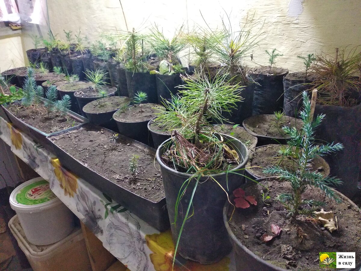 Часть наших саженцев