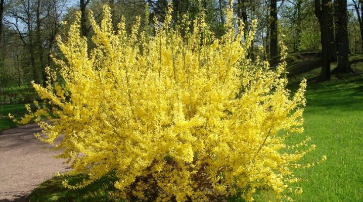 Весенняя красота: какие виды форзиции цветут каждую весну?