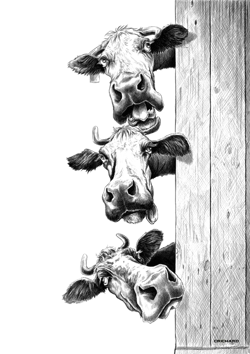 Быки в формате PNG