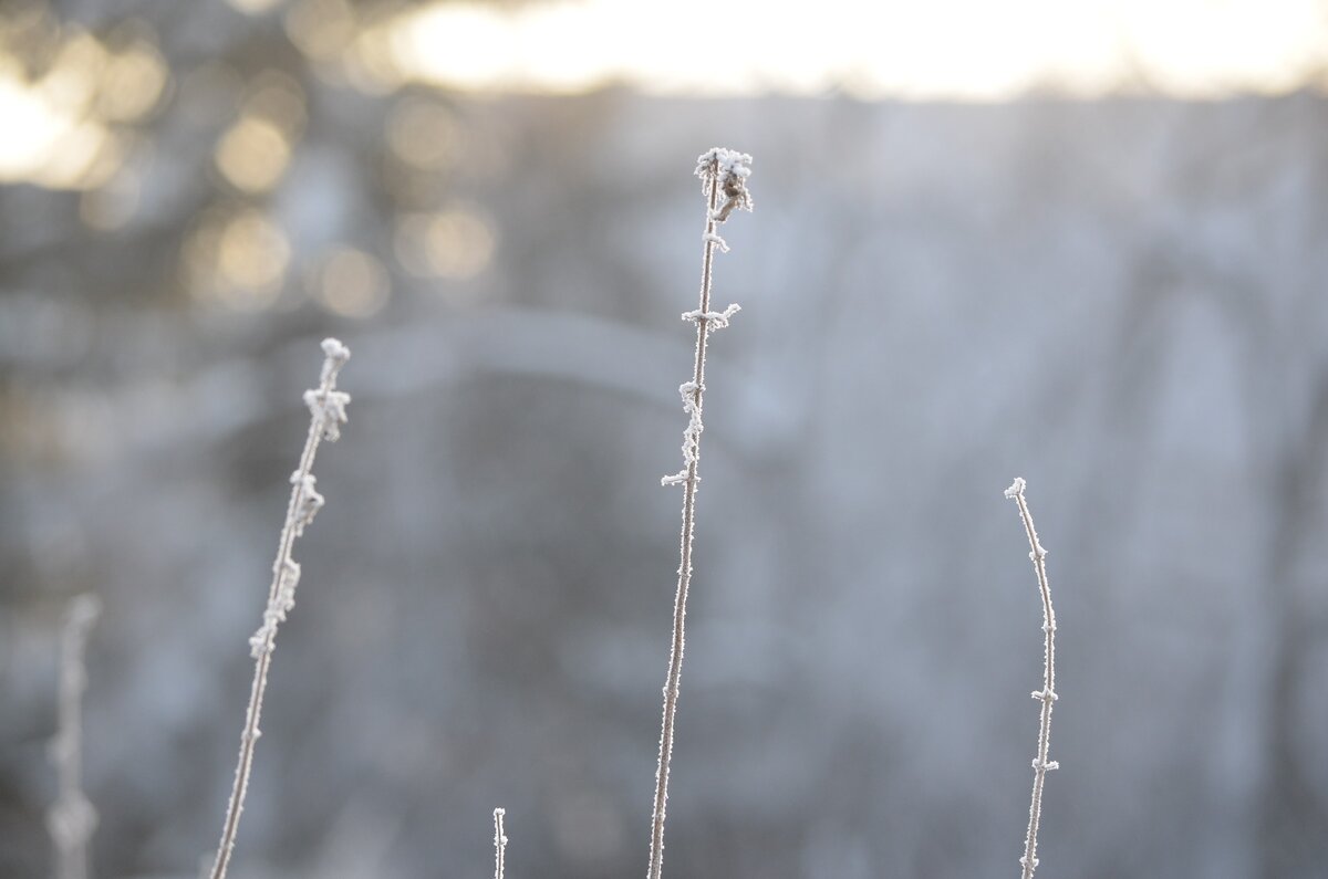 Зима. Фото автора