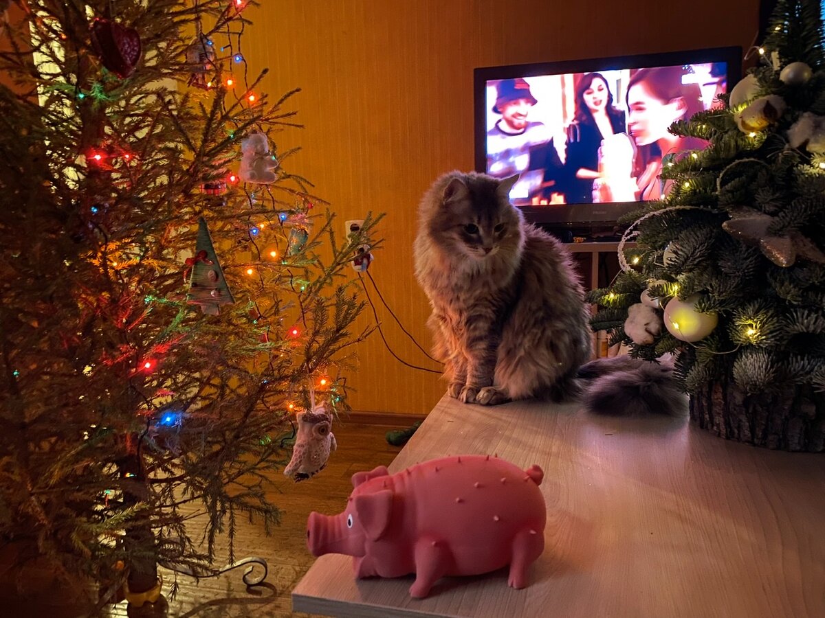 Это мы с котом за столом. Ну то есть, я за столом, а он на))