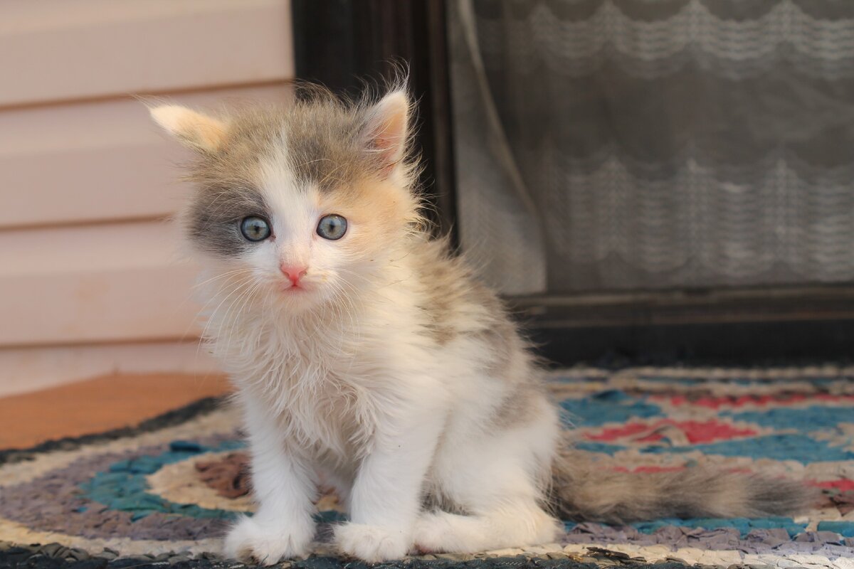 Остается только предполагать, каким образом эта котейка попала в стаю собак и умудрилась выжить среди них. Но факт остается фактом - среди псов, обитающих возле одного из новых микрорайонов Красноярска , жил трехцветный котенок подросток. Пожалуй, главной его особенностью была очень быстрая реакция на опасность, плюс абсолютное бесстрашие, подкрепленное наличием лохматых защитников и удивительная способность добывать себе пропитание, неважно какое, будь то мыши, стрекозы, бабочки и т.д. Иногда что нибудь перепадало и от двуногих, но на это кошка и ее друзья почти не рассчитывали. 
Весна была теплой, еды хватало, казалось, ничего не предвещало беды. Однажды ночью стая, ночевавшая недалеко от домов в поле, была разбужена шумом мотора машины, двигавшейся в их направлении. Это было необычно, и собаки насторожились. Как оказалось, не зря.Свет фар ослепил стаю и потом послышались хлопки.Одна из собак , завизжав, покатилась по земле, другие бросились врассыпную.Что происходило дальше, кошка уже не видела и никогда не узнала. При первых звуках выстрелов она помчалась в сторону домов и спряталась под машинами, стоявшими возле подьездов.                             Так началась ее жизнь среди людей. Первые дни она пыталась охотиться как прежде, но по ночам откуда -то появлялись взрослые коты и кошки, некоторые из них были очень недоброжелательно настроены к новому конкуренту и котенку приходилось отсиживаться под колесами припаркованных машин, а то и убегать от слишком агрессивных сородичей.Днем же, когда она пыталась поймать бабочку или стрекозу, на нее обращали внимание двуногие и приходилось спасаться уже и от них.Кошка похудела, ее прежде шелковистая блестящая шубка стала пыльной и тусклой, но даже голод не мог заставить ее обратиться к двуногим за помощью - она помнила предсмертный визг своего лохматого друга и боялась людей

Приближалась осень, ночи стали холоднее, а кошка так и продолжала вести полуголодную жизнь без всякой надежды на лучшее. Но случилось чудо. Однажды ночью ее ослепил свет фар подьехавшей к дому машины. Дверь открылась,из машины вышел человек и направился к подьезду. Казалось, обычное дело, кошка видела такое сотни раз, но тут ее будто что-то толкнуло и она метнулась под ноги к двуногому. Человек остановился, наклонился над ней и произнес : "Ну пойдем. Если дойдешь со мной до подьезда, возьму к себе."Конечно, кошка не поняла смысл, но интонации с которыми были сказаны слова, она уловила. Это было добро. Она поверила и пошла за ним. Сначала к подьезду, потом к лифту, потом он ласково взял ее на руки и вошел в квартиру.

Первый раз за свою короткую жизнь кошка позволила себе довериться человеку и он оправдал ее доверие. Она была в тепле, в сытости и безопасности.И теперь ее звали Соней. Ее любимый хозяин назвал ее так , потому что первые дни, проведенные в его квартире, она только ела и спала.Будущее было прекрасно.