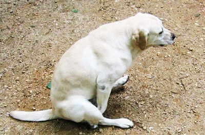 Катание собаки по полу может быть симптомом целого ряда серьезных заболеваний