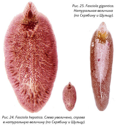 F. hepatica и gigantica. 