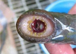 Страшная рыба