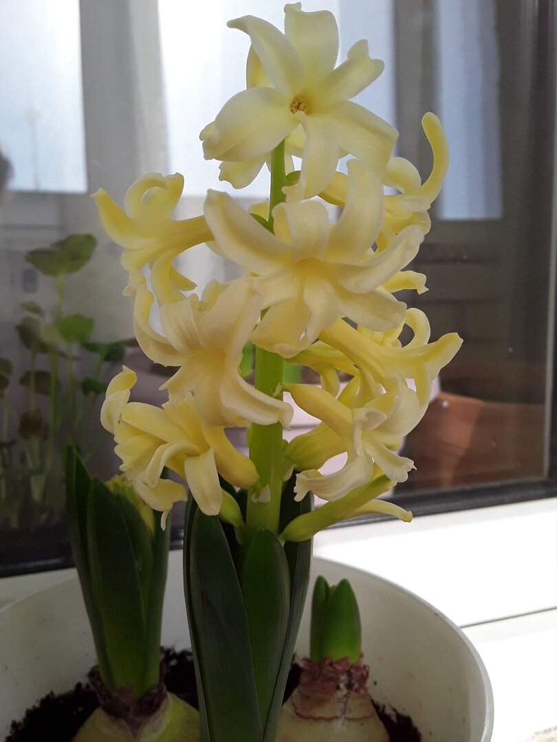 Это - максимальный желтый цвет, которого мне удалось добиться