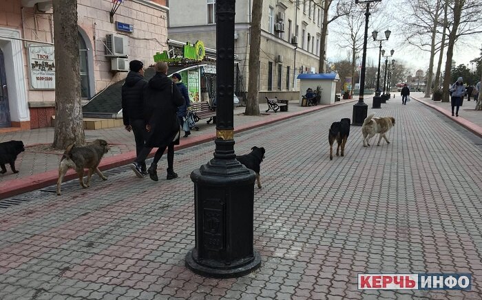 Безнадзорные животные на улице Керчи