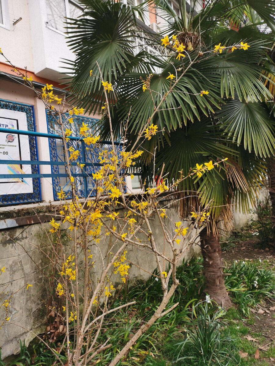 Обычный двор Сочи