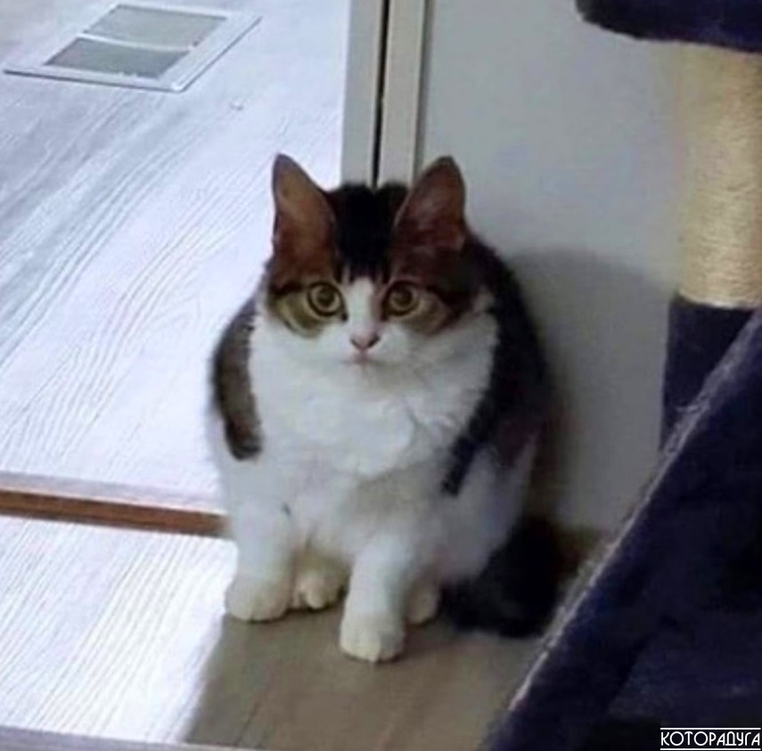 "Матерь котья, я же забыл сегодня заорать в три часа ночи!" Смешные котики