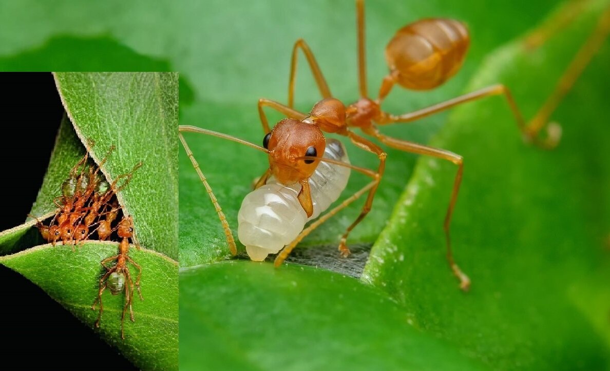 Домашнее животное муравьев. Азиатский муравей-портной (Oecophylla smaragdina). Муравей Oecophylla smaragdina. Oecophylla longinoda. Oecophylla smaragdina гнездо.