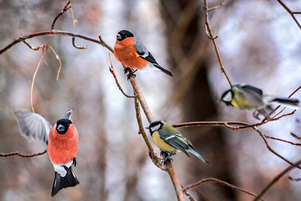 Фото взяла из открытых источников. Но мои снегири и синицы один в один похожие. Только я не успеваю их запечатлевать