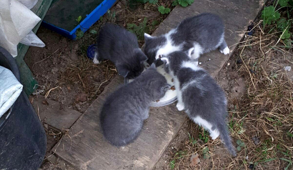 Кошечку кормилицы назвали "Шеба". Котят было четверо