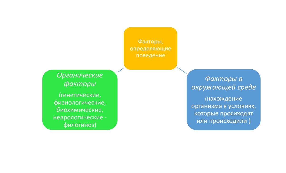 Что такое поведение? 

Поведение – это деятельность живого индивида, которая оказывает влияние на окружающую среду. Поведение возникает в среде и несёт определенные последствия как для среды, так и для человека. 
Поведение и окружающая среда имеет двухстороннюю связь👉👈, а именно, что поведение влияет на окружающие среду и среда влияет на поведение. 
Мы не можем рассматривать поведение изолированно от окружающей среды и последствий, которые происходят после поведения. 
 
Наследственность – это свойство организма повторять в ряду поколений сходные типы обмена веществ и развитие в целом. Например, дети рождаются с открытыми глазами, котята с закрытыми.  Эволюция организмов происходит посредством изменения наследственных признаков организма.

Из курса школьной биологии нам знакомы такие понятия, как: 
✅ онтогенез (индивидуальное взаимодействие организма со средой в течение всей его жизни);
✅ филогенез (процесс эволюции в целом, группы организмов);
✅ социогинез (происхождение и развитие сознания, личности, межличностных отношений, обусловленное особенностями нахождения/обитания в среде);
✅ генотип (это набор генов, который живой организм получил при рождении), неизменный;
✅ фенотип (это внутренние и внешние параметры организма, которые появились у него в результате онтогенеза). Например, однояйцевые близнецы имеют одинаковый генный набор, но если поместить этих людей в разные условия (климатические, социальные), то мы получим разных людей по фенотипу: внешние проявления (цвет волос, пирсинг) и внутренние (поведение).

📌 Любое поведение проходит отбор:
1. Филогенетический (мы можем сюда отнести прямохождение, способность слышать и.т.д);
2. Онтогенетический отбор (слушать и идентифицировать звуки человеческой речи);
3. Культурный (социогенез) – например, «окание» или «акание» в разных областях.  

👉 Но иногда один вид отбора может отражаться на другом. Например, отказ от прививок (социогенез), вероятность возникновения опасных заболеваний и в следствии сокращение жизни (филогенез). Воспринимать информацию не как агитацию! 

Также у одного вида отбора могут быть множество дополнительных эффектов. Например, длинная шея у жирафа (результат генотипа, а точнее мутации) и соответственно привлекательность для других жирафов (филогенез).  Или обычаи в воспитании детей могут передаваться из поколения в поколение, особые виды наказания, обращение ко всем взрослым на «Вы». 

👉 Вывод 1: 
поведение в репертуаре человека формируется в следствии разного отбора, те способов выживания заложенной природой (филогенез), формирования индивидуального взаимодействия организма со средой в течение всей его жизни (онтогенез) и нахождение организма в определенной среде (социогенез). 

👉 Вывод 2: 
(легкий и доступный для понимания): на поведение человека влияют:
✅ внутренние факторы (филогенез) – генетический материал, состояние здоровья, физиологическое состояние (голод, жажда, боль и пр.), настроение, эмоции, разум и воля; 
✅ внешние факторы (социогенез и онтогенез) - физическое окружение, «контекст» ситуации (кто рядом, время года, время дня, и т.д.) и поведение окружающих людей, и их воздействия, культура, СМИ, мораль и традиции общества. 

