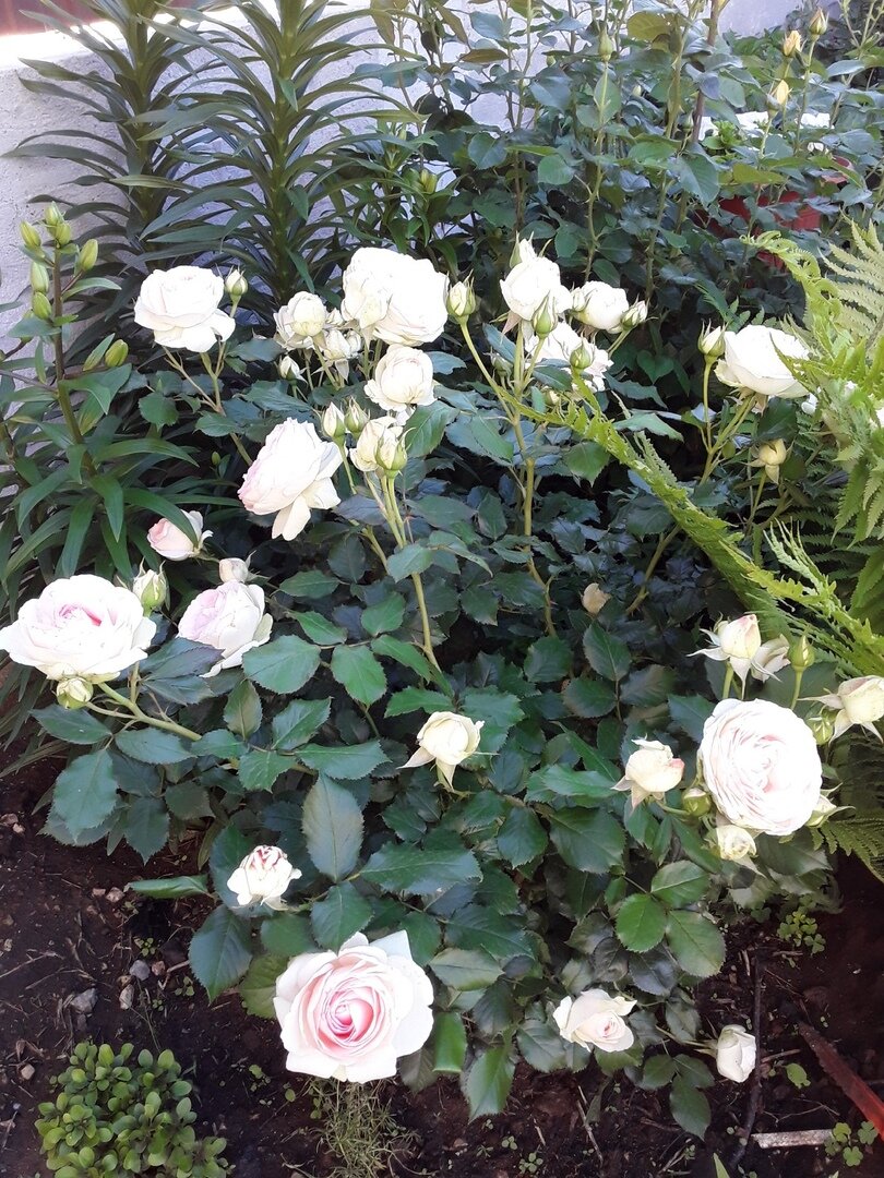 Pierre de Ronsard - единственная роза, которую мне жалко