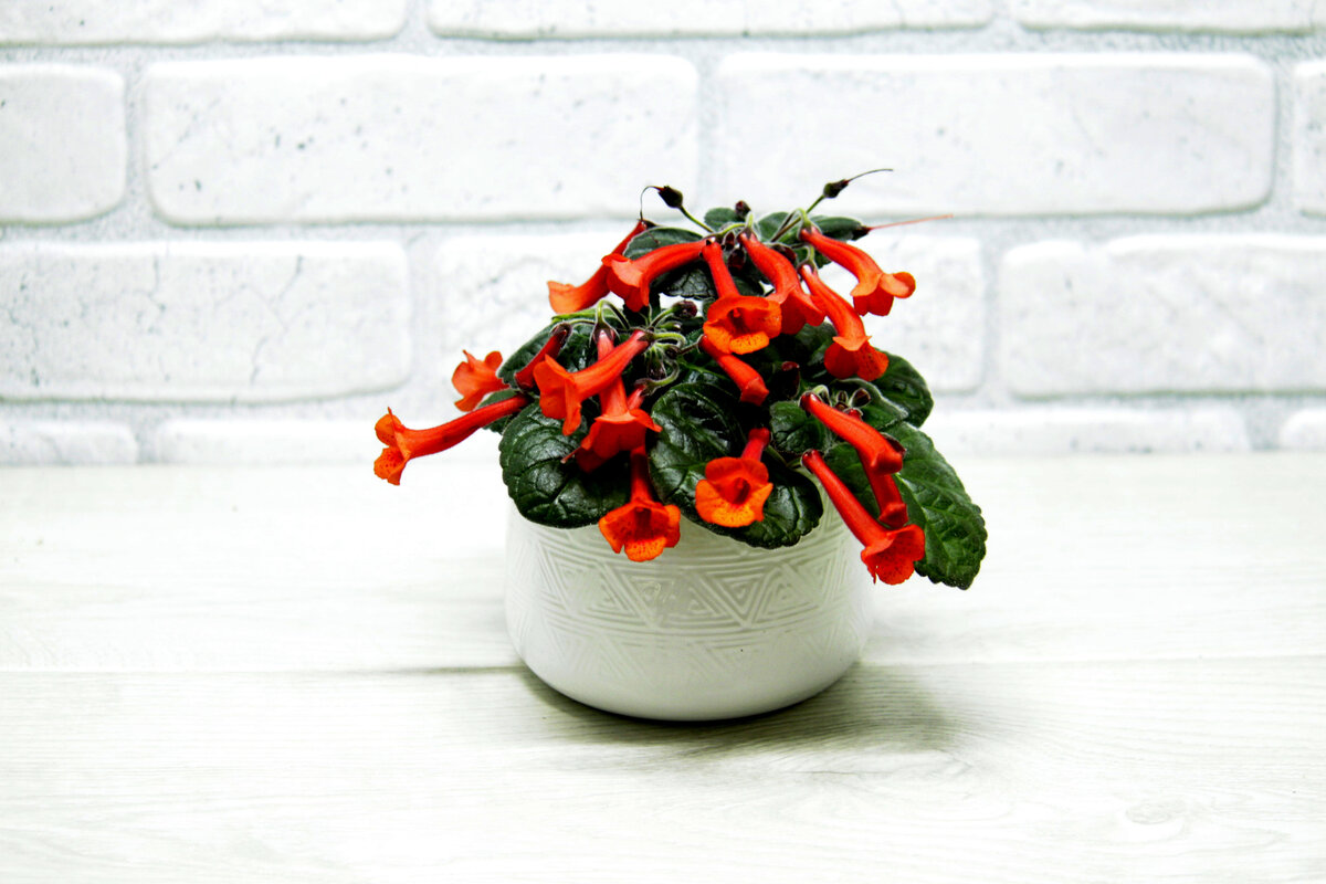 Фото и коллекция masteritayaplants