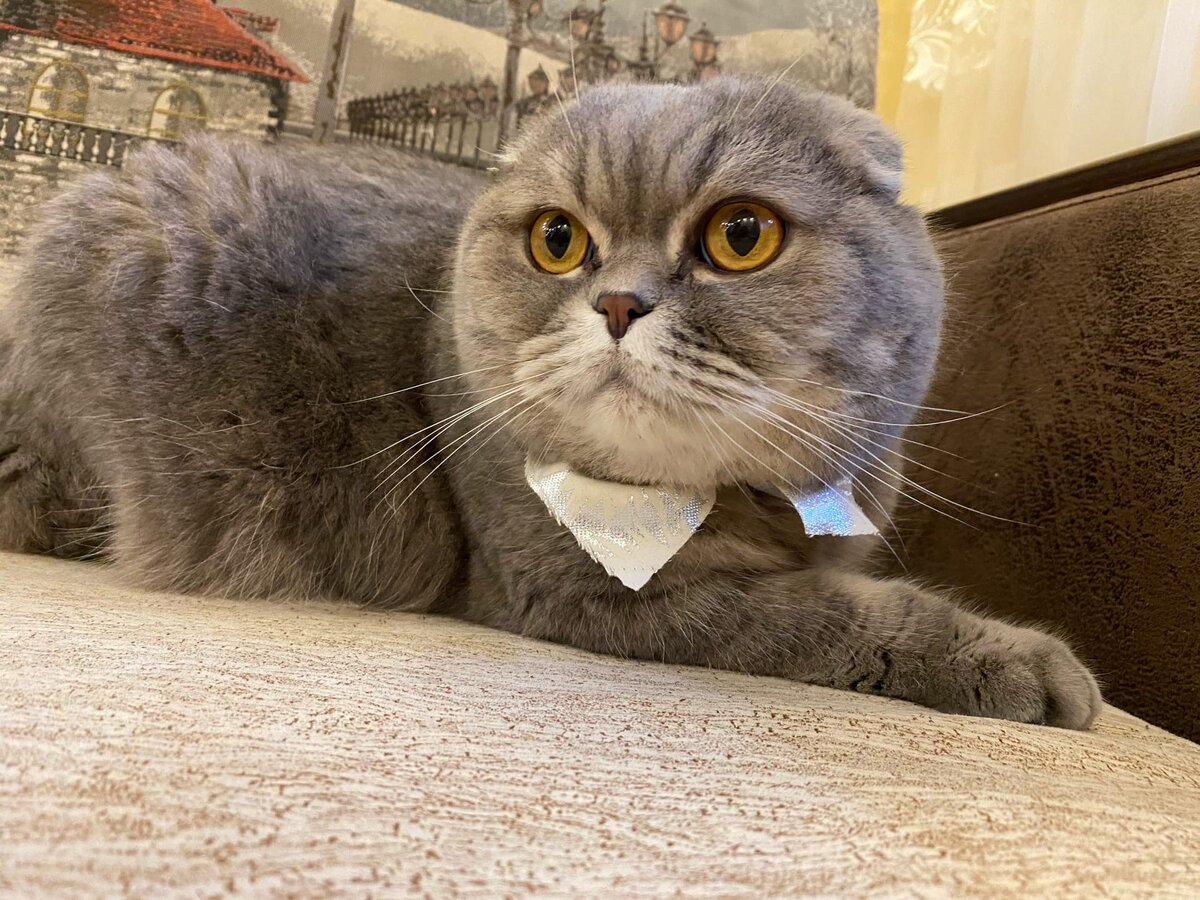 В бабочке, как полагается при знакомстве 