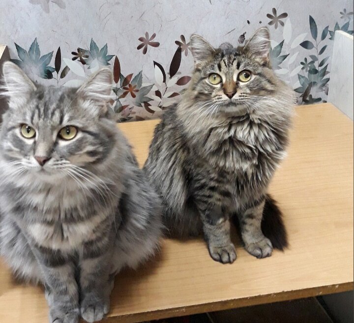 Тайсон и Умка