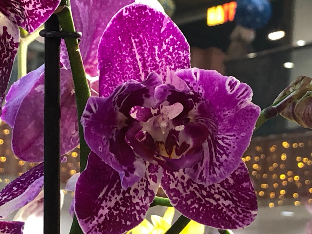 Орхидея Phalaenopsis Purple Dust