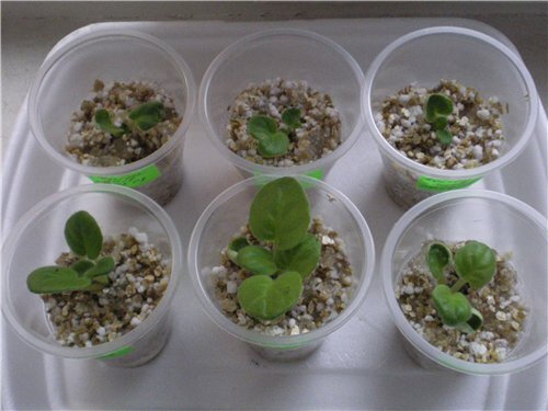 Укоренение черенков пеларгонии в вермикулите. Укоренение розы в перлите отзывы. Можно ли укоренять в перлите. Укоренение листа фиалки в вермикулите. Черенки пеларгонии в вермикулите.