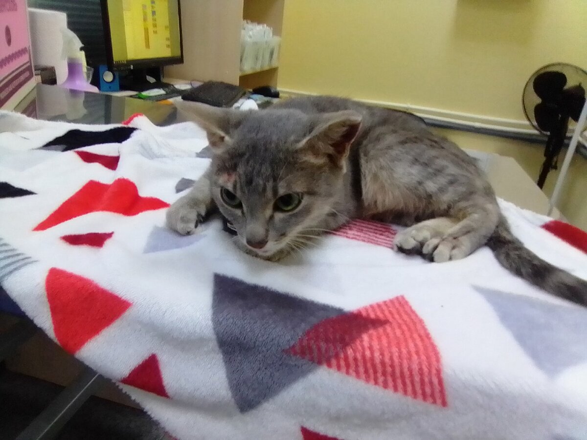 Зухра в ветклинике