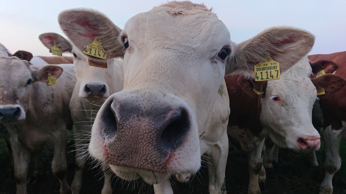 Молоко рога. Корова на природе. 194 См корова. Молочные рога.