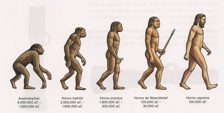 Нарисуйте схему эволюции человека используя названия в скобках homo sapiens